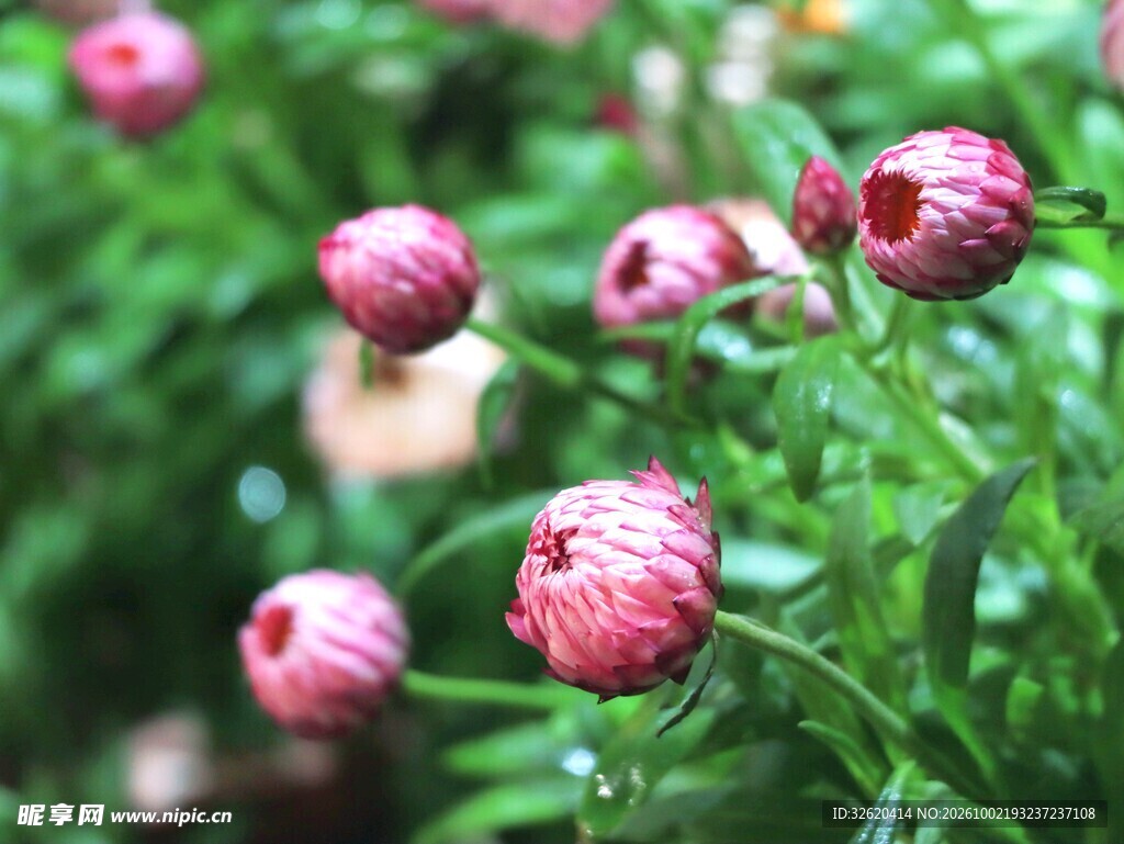 麦秆菊花