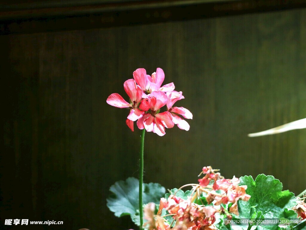 粉色鲜花