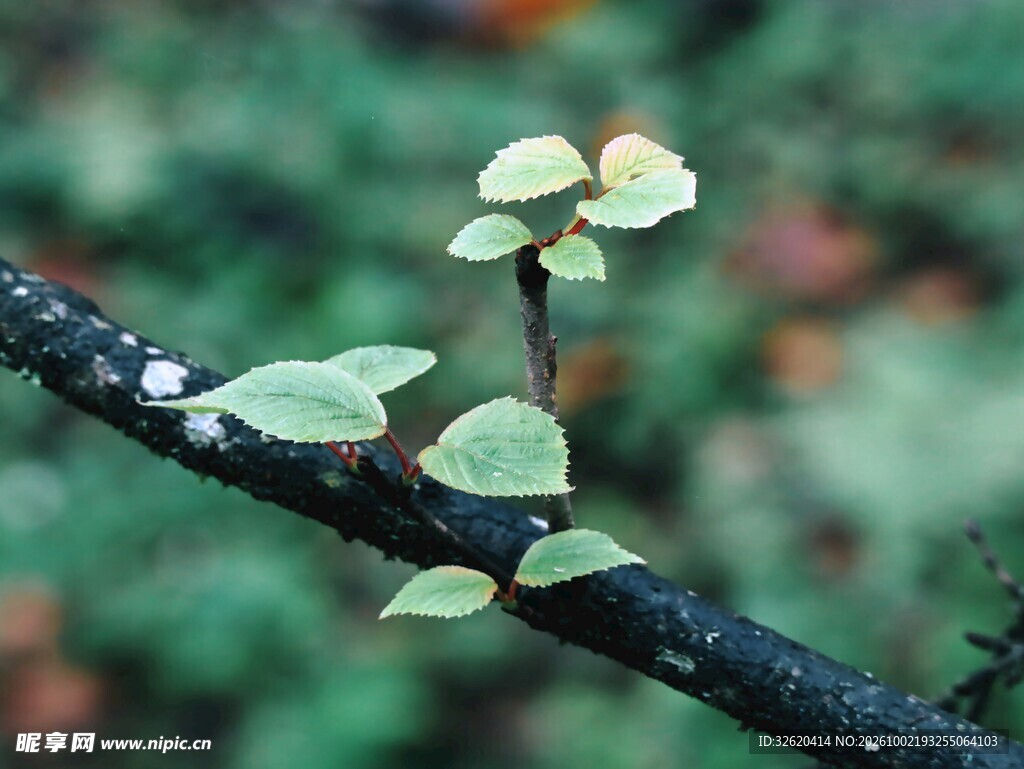 树枝新芽