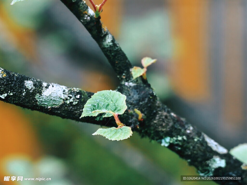 雨后树枝新芽