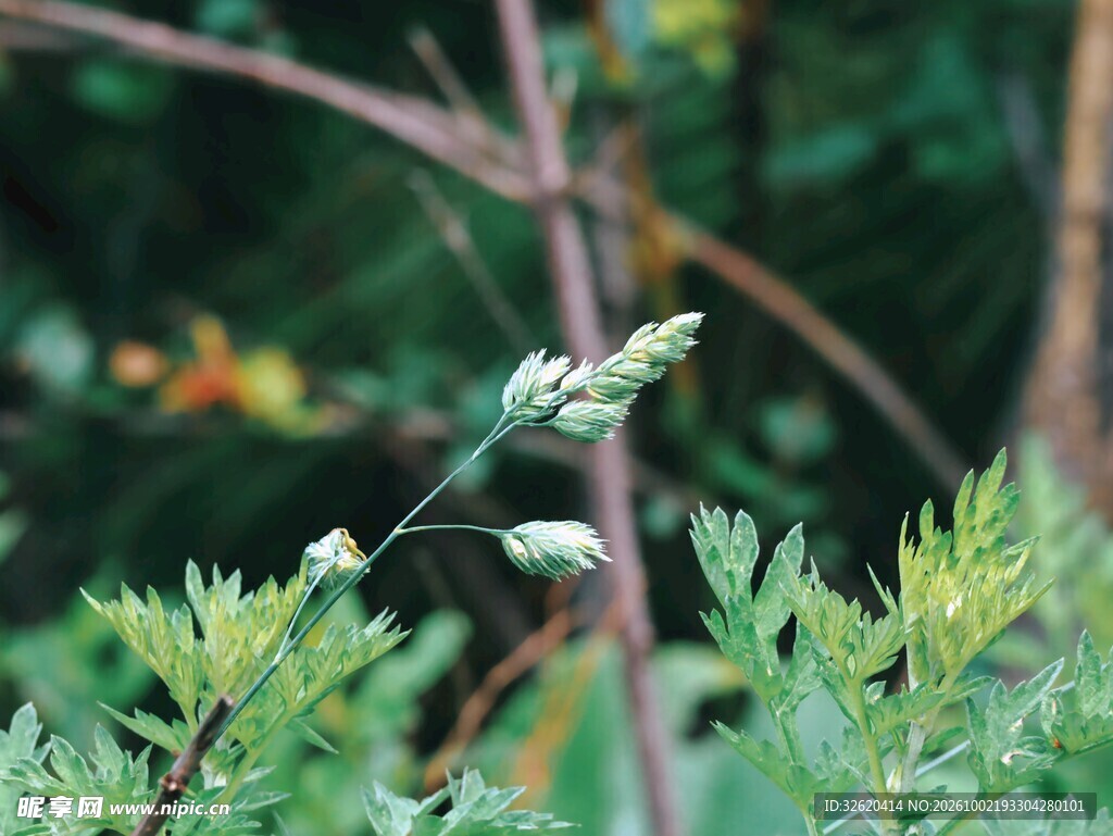 野外清新草穗