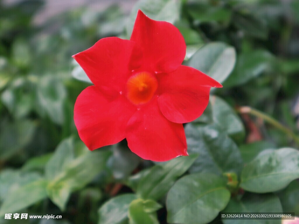 红色五瓣小花