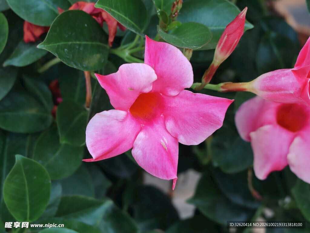 粉色飘香藤花朵