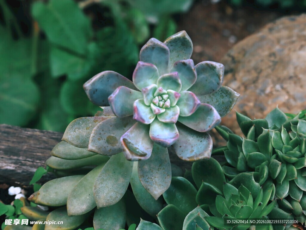多肉植物