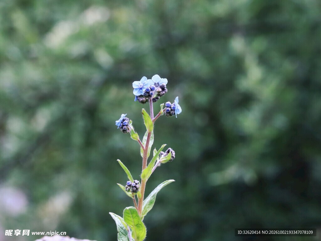 蓝紫色野花
