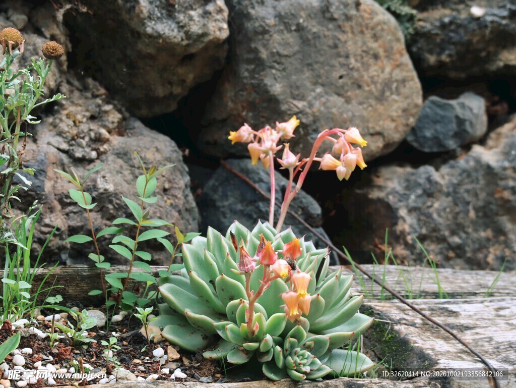 岩边开花多肉植物