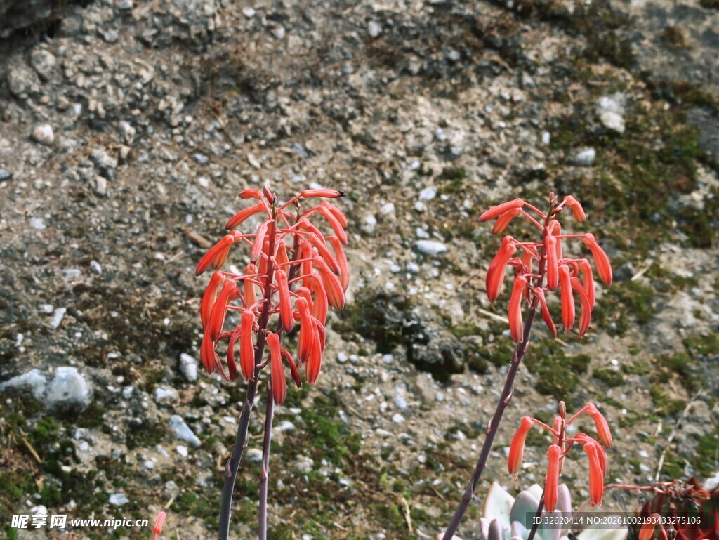 野外穗状植物