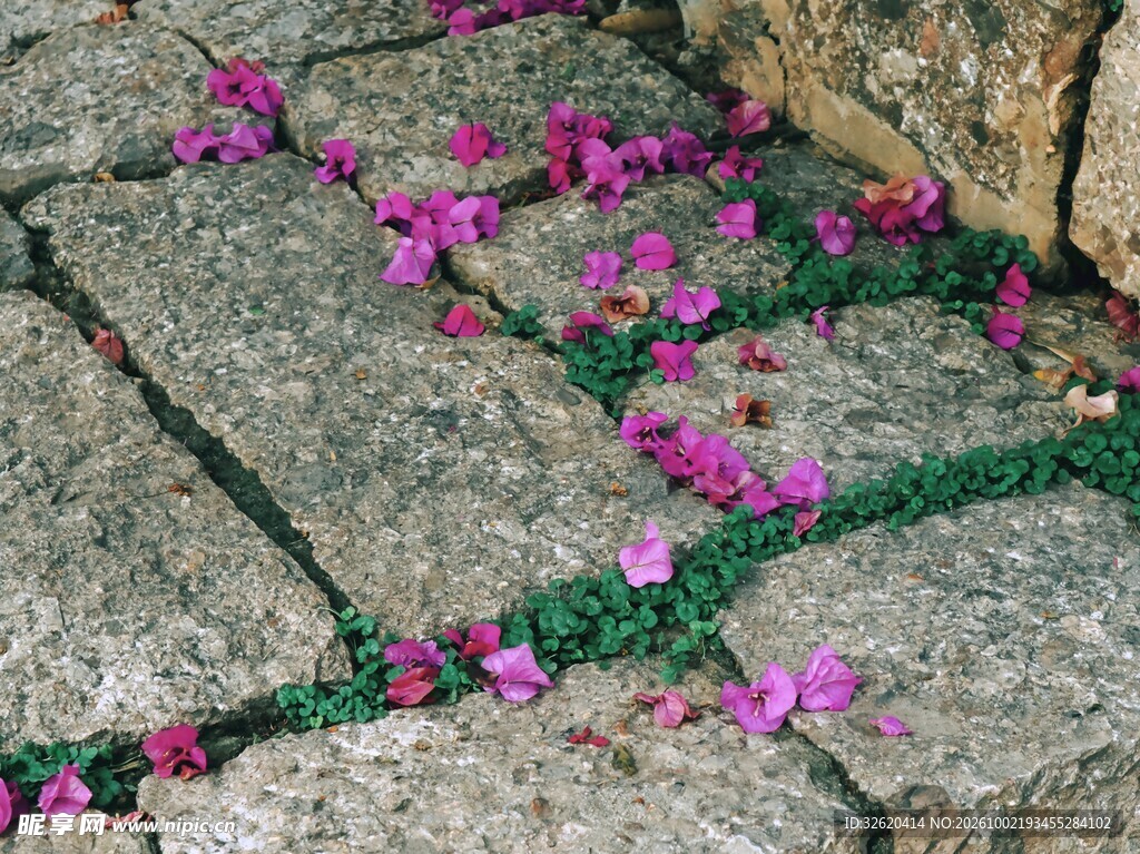 花瓣 