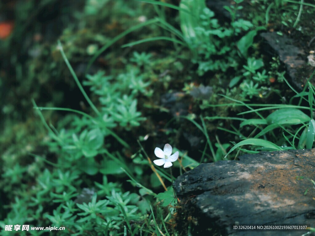 绿叶丛中白色小野花
