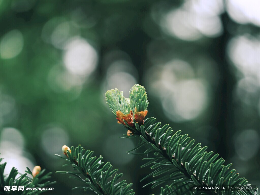 松枝新芽清新景致