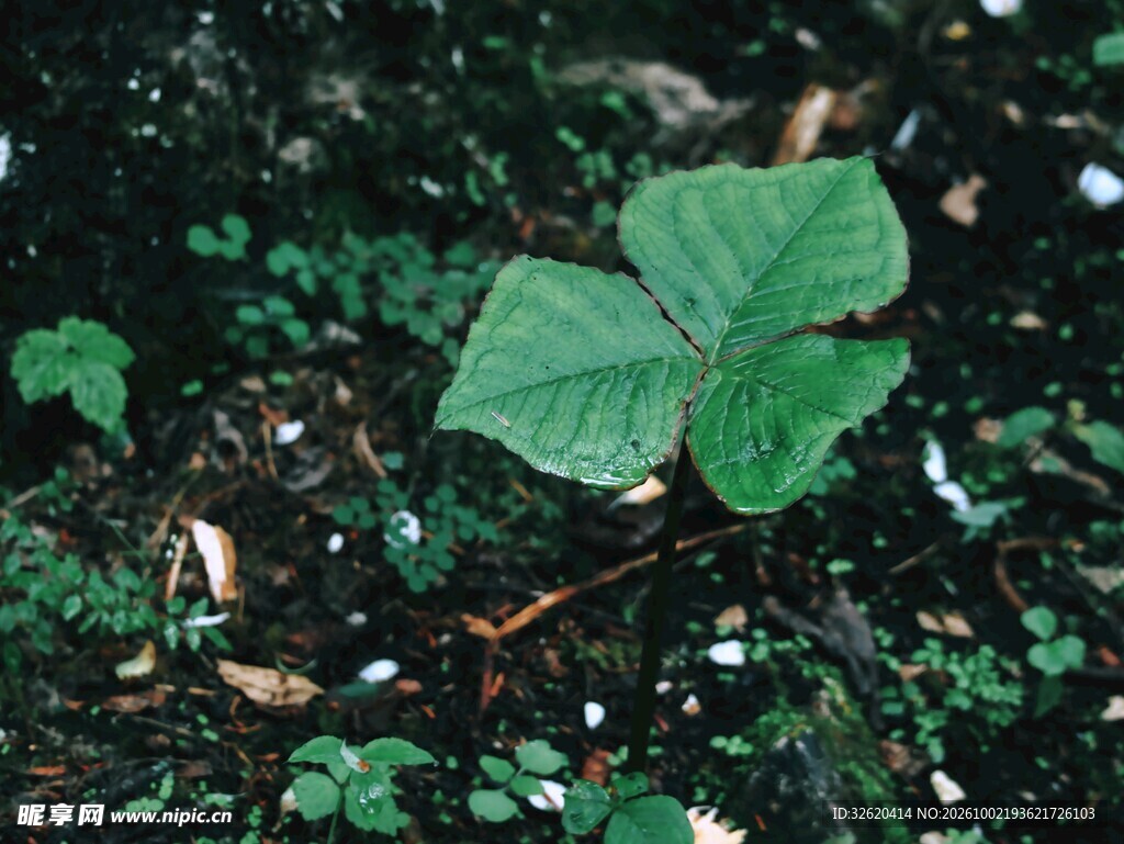 林下绿植