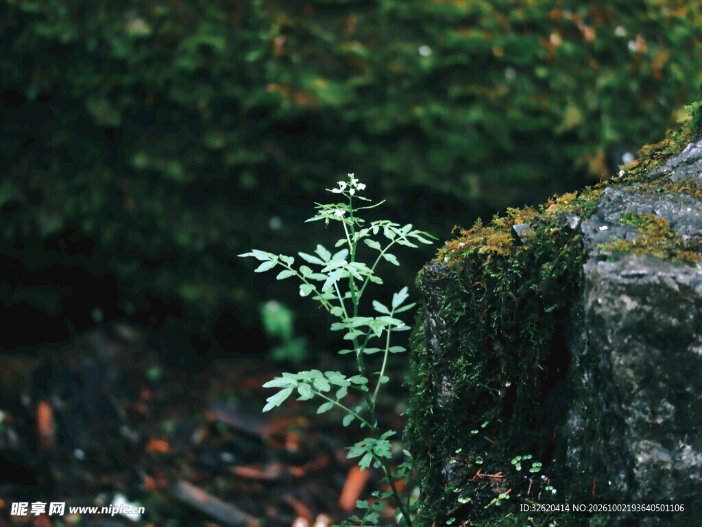 石边嫩绿植物