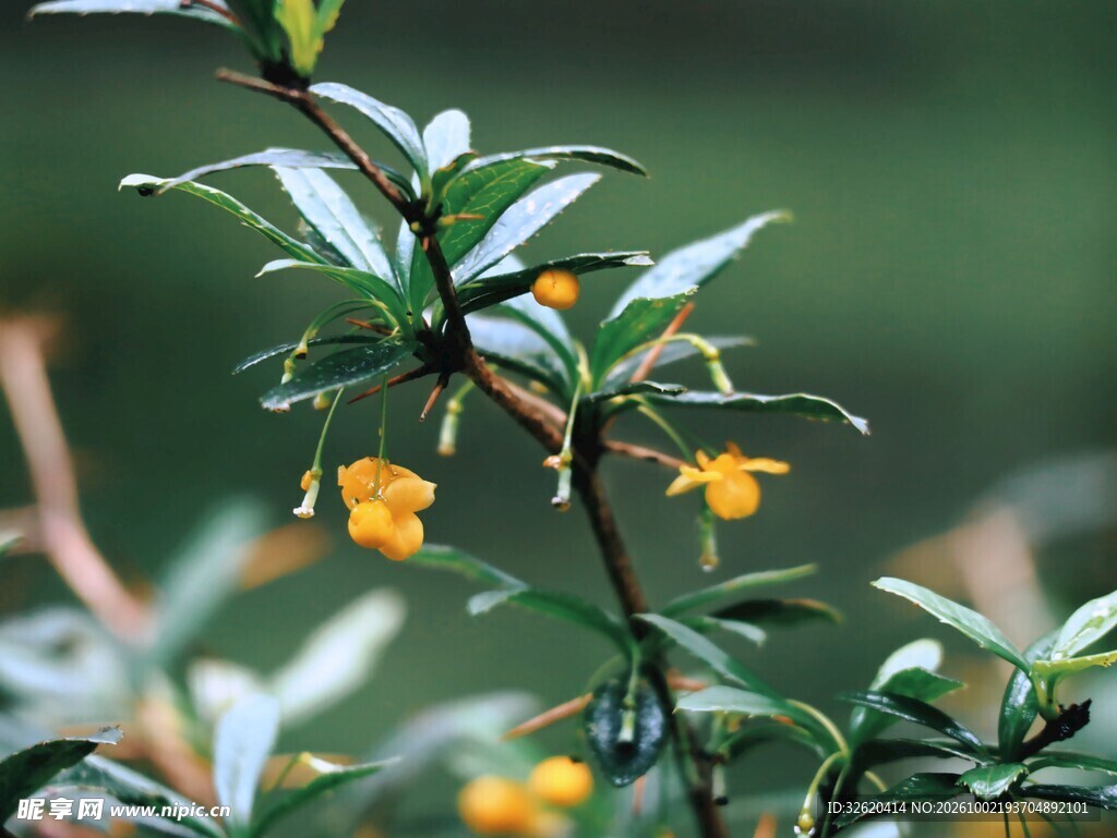 野生黄花绿植