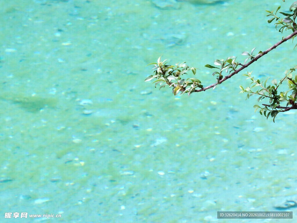 朦胧水畔嫩枝小景
