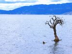 水中孤树湖光山色