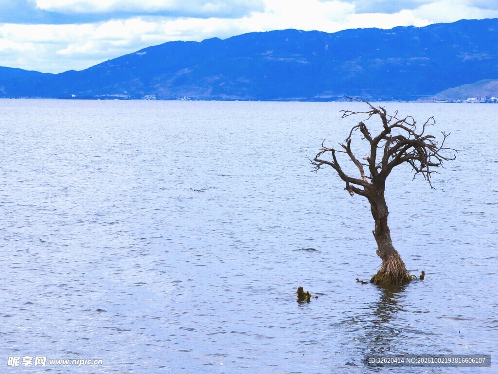 水中孤树湖光山色