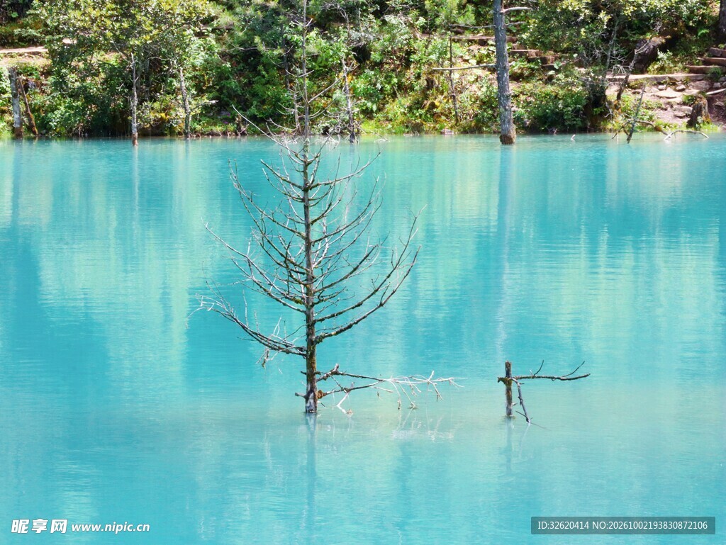 蓝湖水中孤树景观