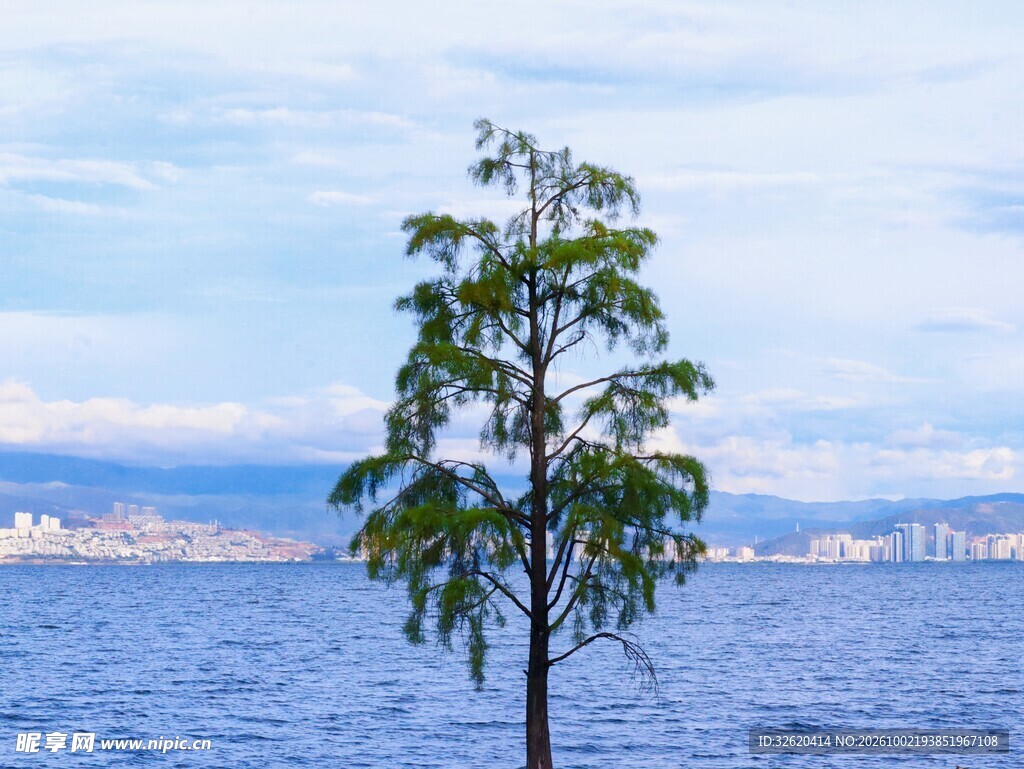 湖边孤树自然风光