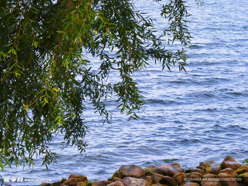 湖畔垂柳水景风光