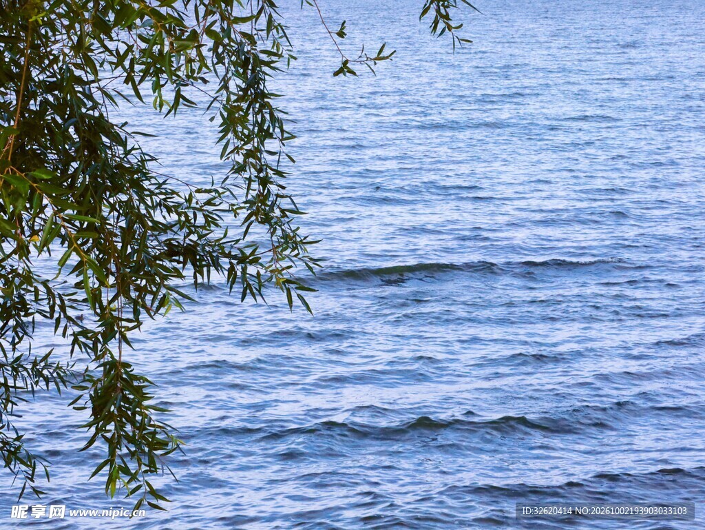 湖畔垂柳伴水波