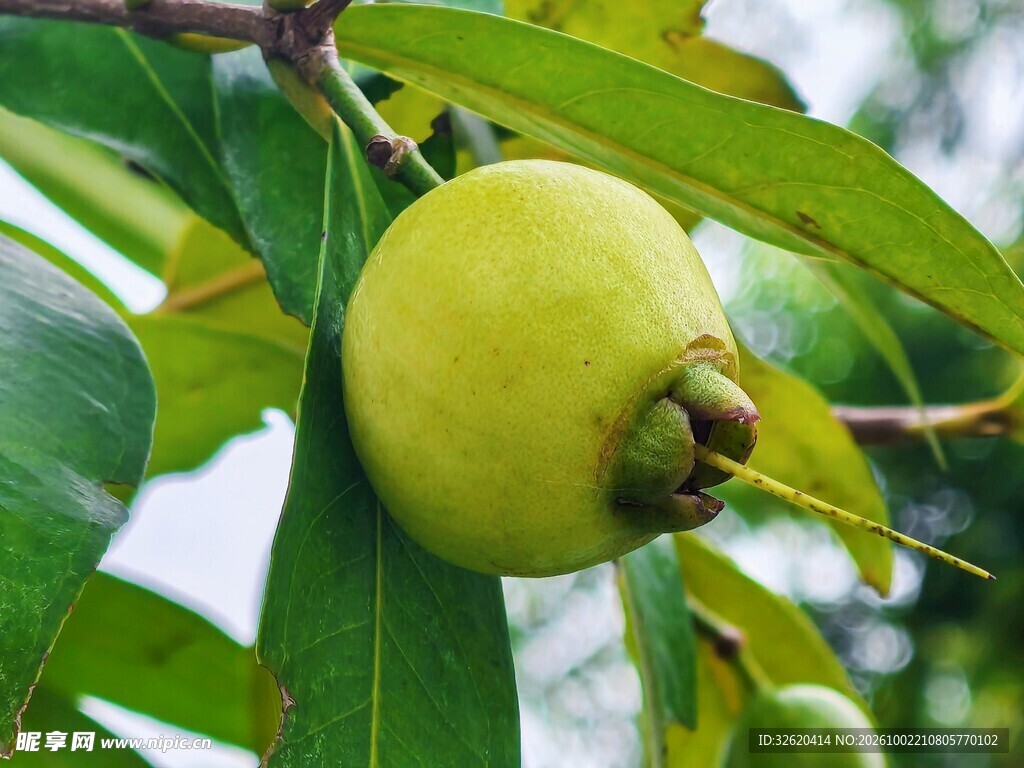 树上新鲜蒲桃果实