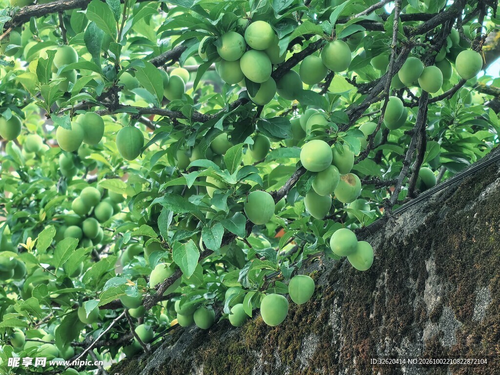 青果树挂果