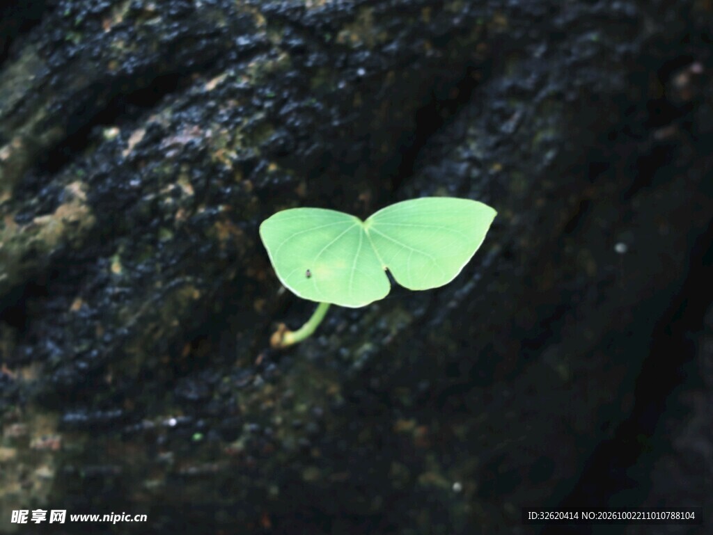 新生嫩绿新芽