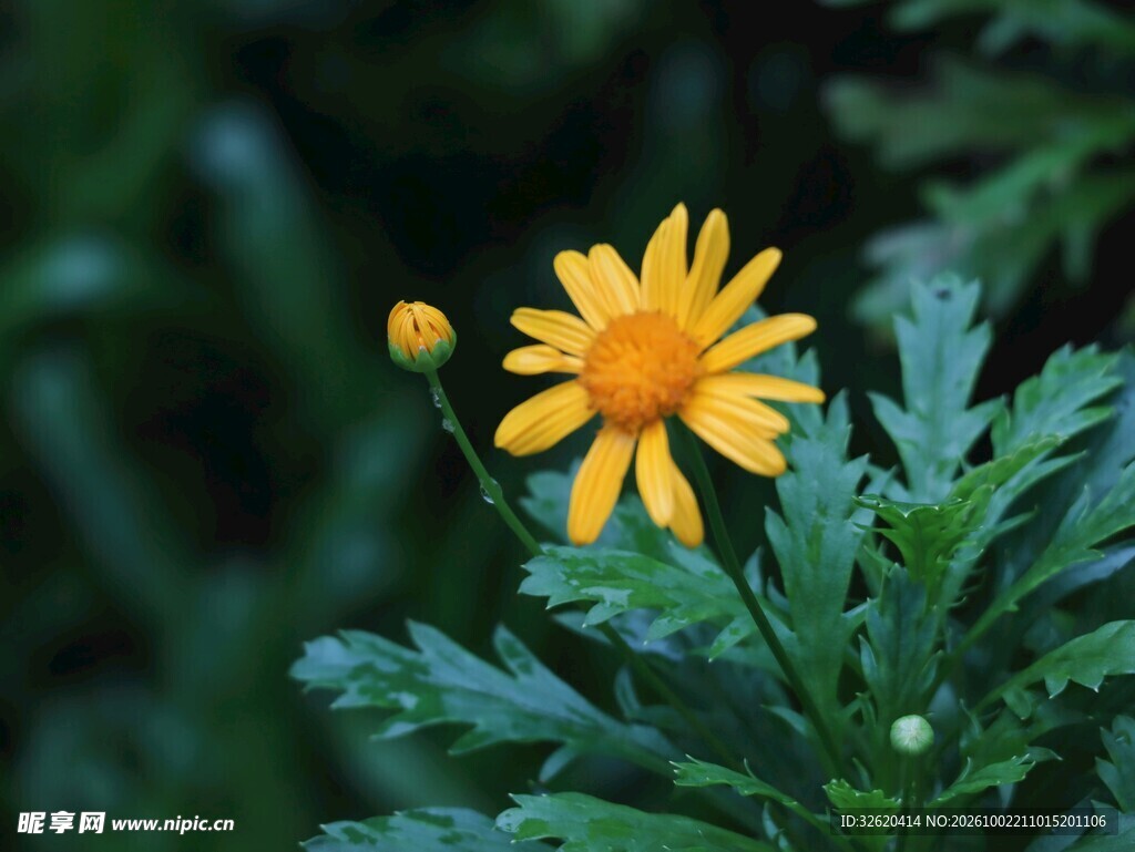 黄色野菊清新