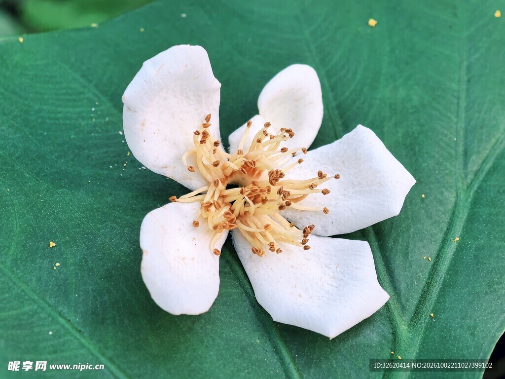 绿叶上的白色小花