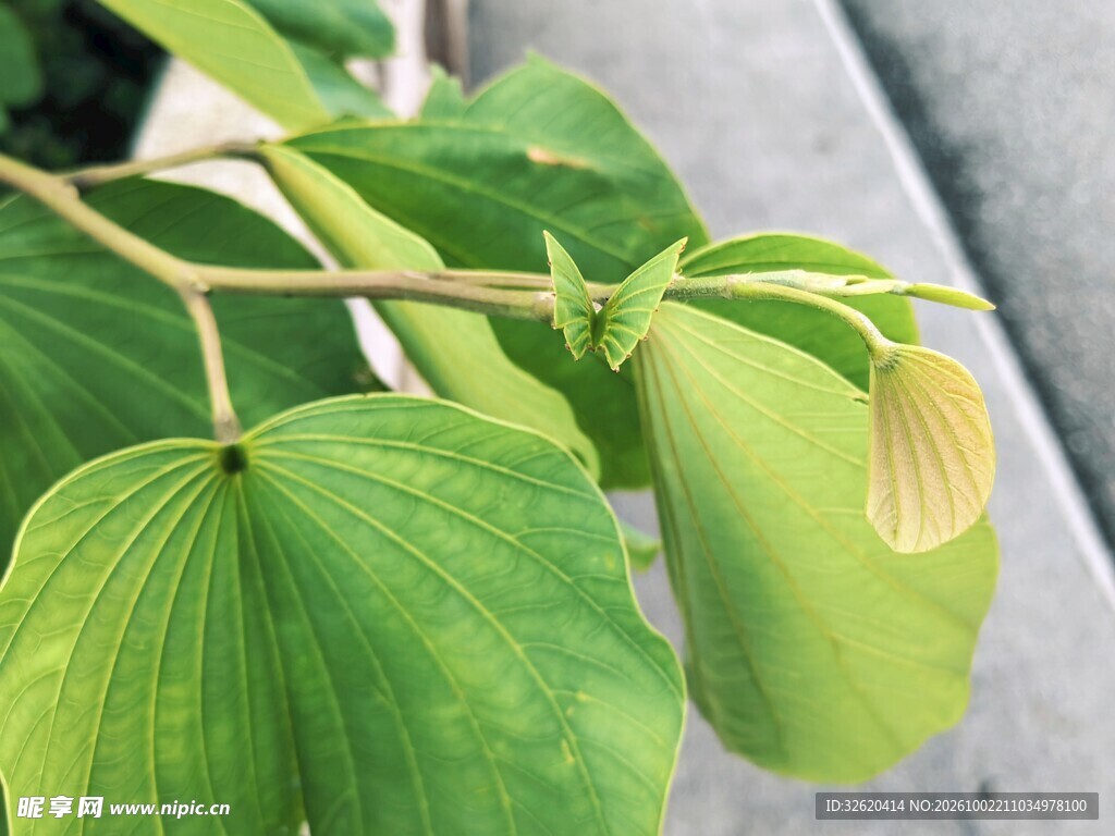绿色植物枝叶