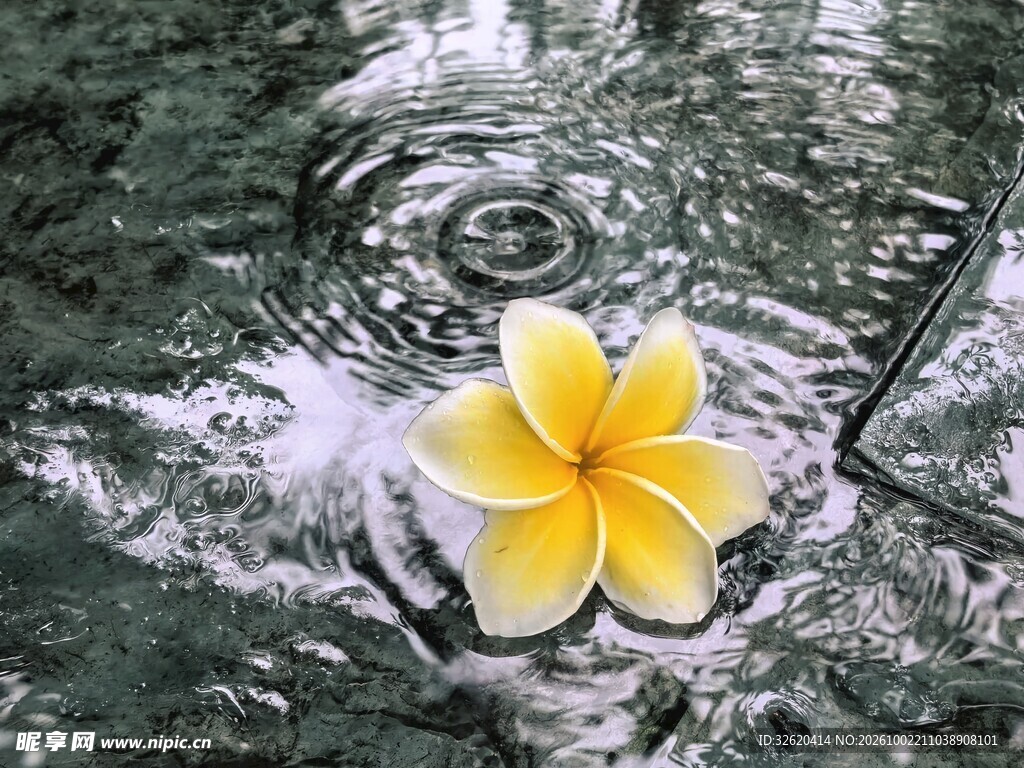 鸡蛋花