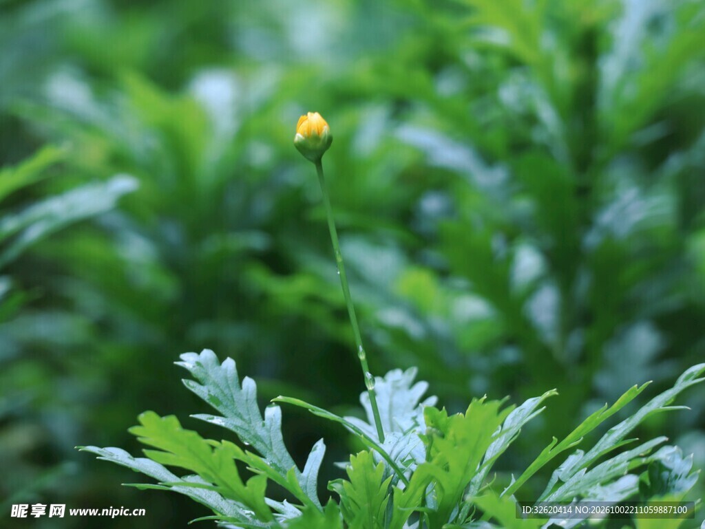 绿植中的小花苞
