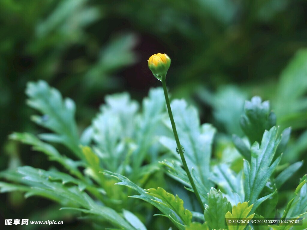 待放的黄色小花苞