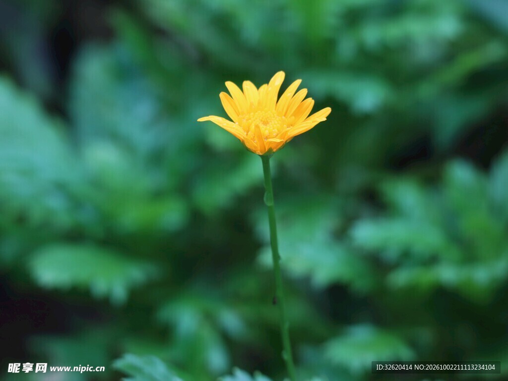 林间明黄小野花