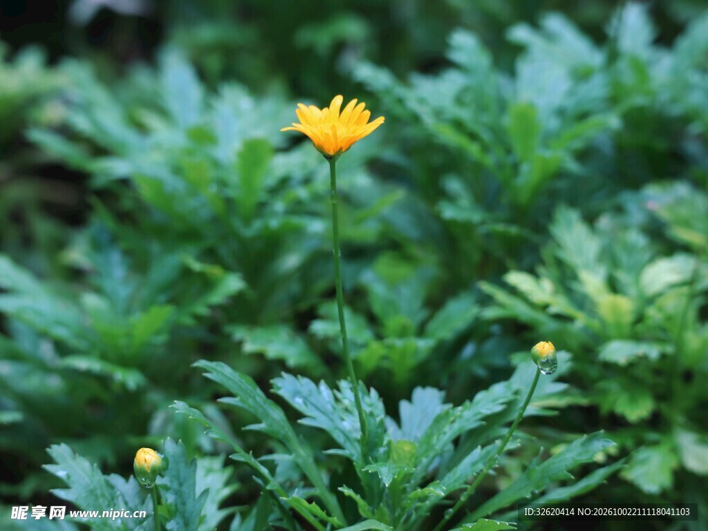 绿叶丛中黄色小花