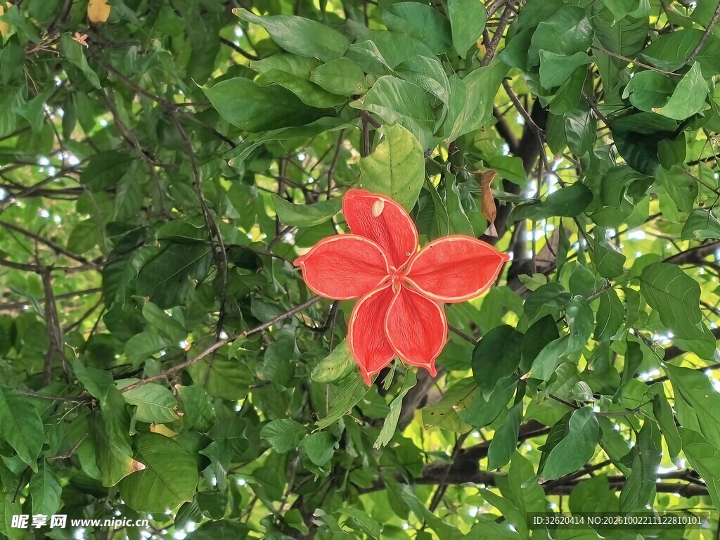 绿叶丛中的红色花叶