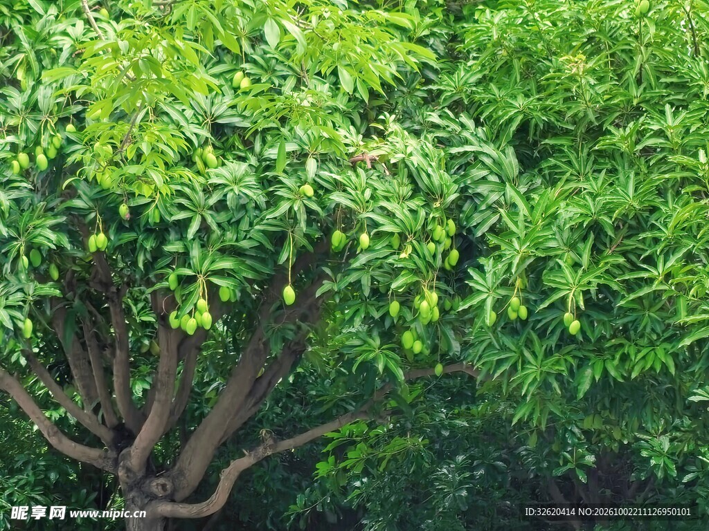 繁茂翠绿树木枝叶