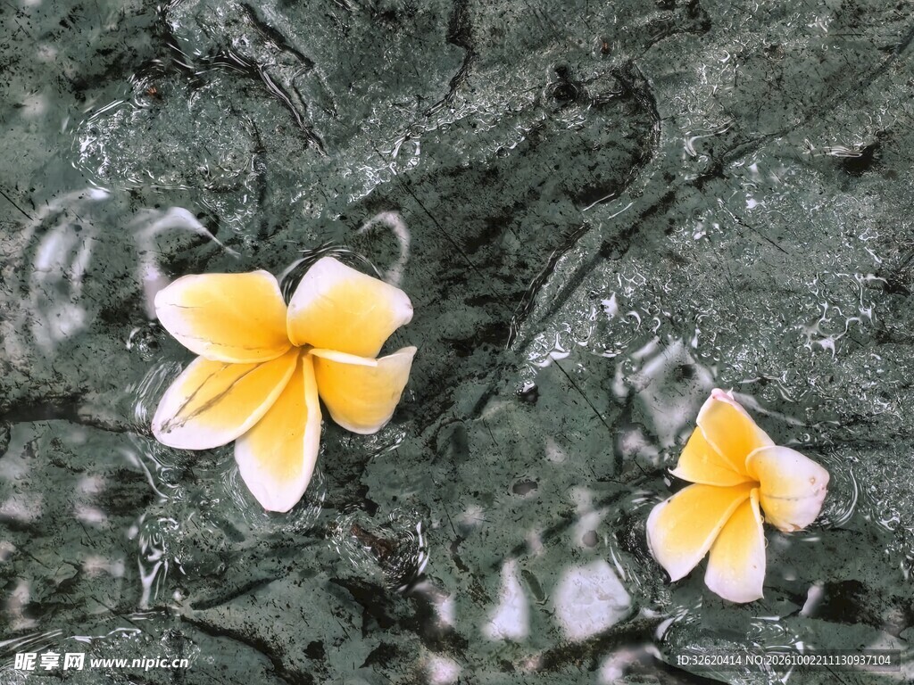 鸡蛋花