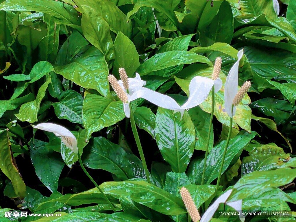 白掌绿植花卉