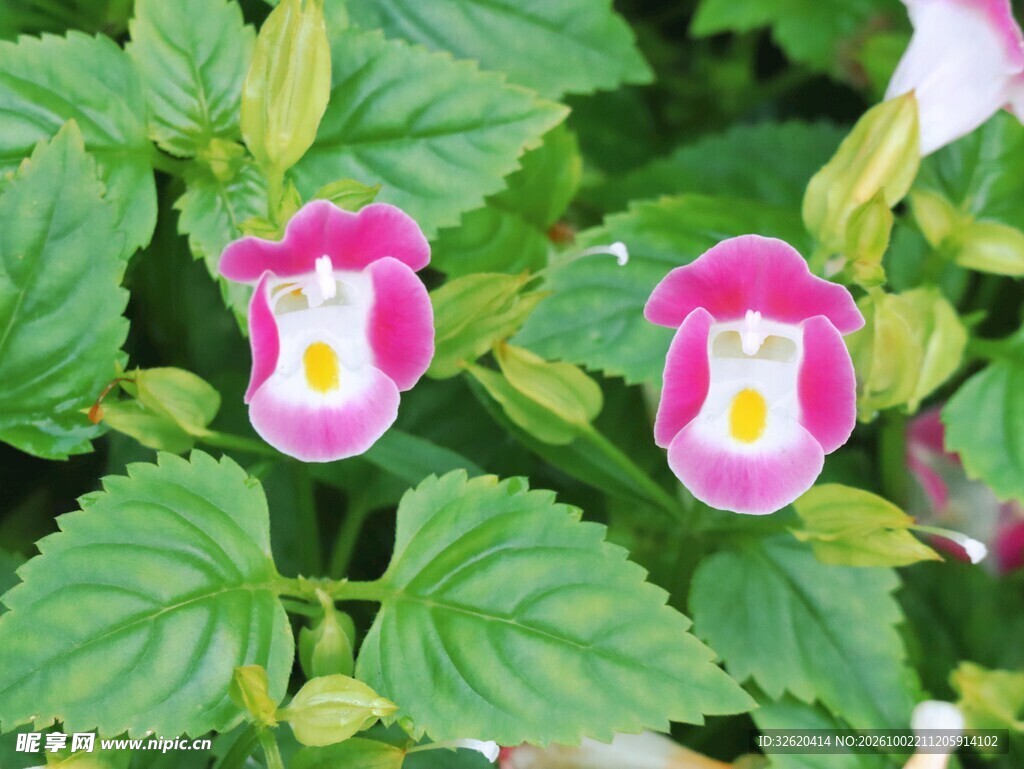 两朵娇美夏堇花