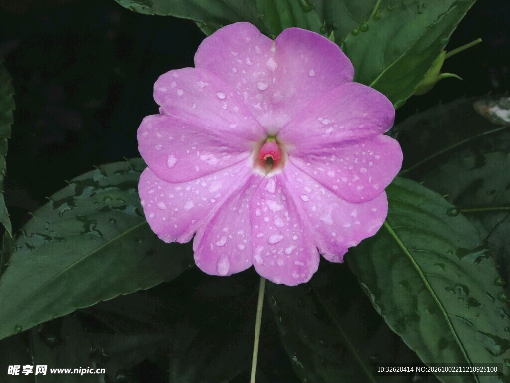 粉紫色花卉