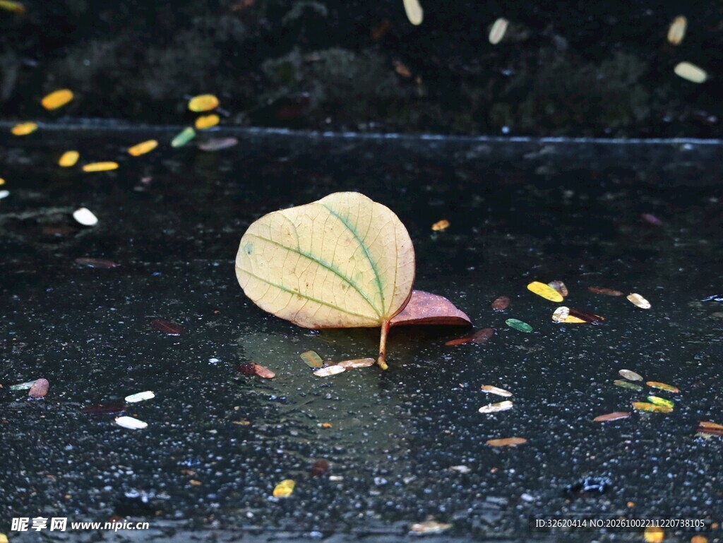 雨后地面的落叶