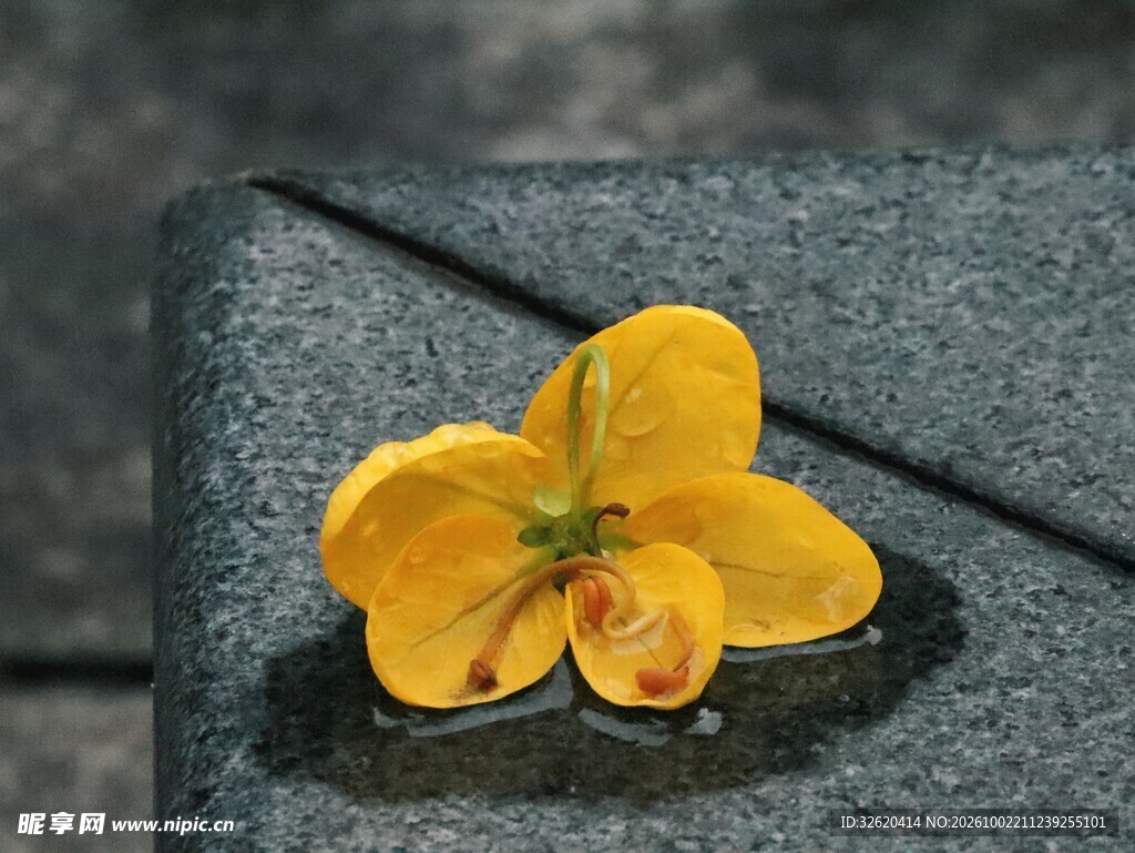 石板上的黄色小花