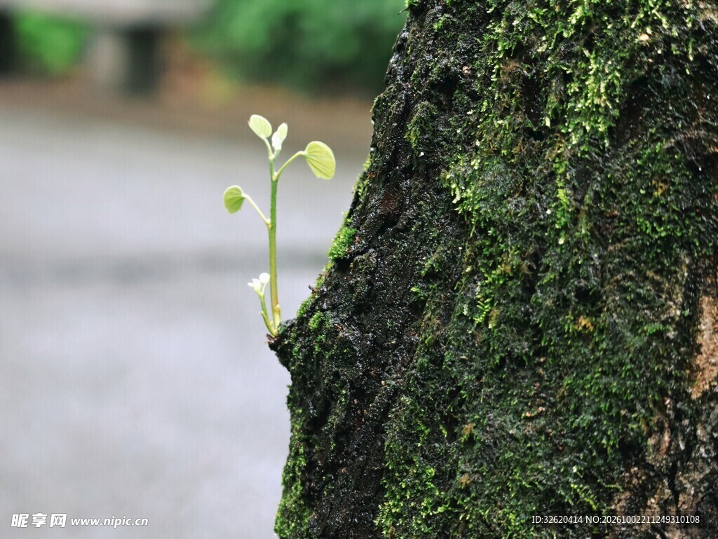 树干新生嫩芽
