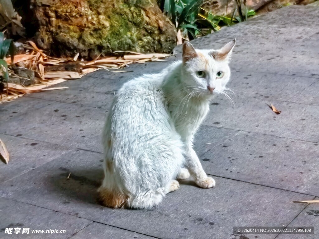 路边休憩的小白猫