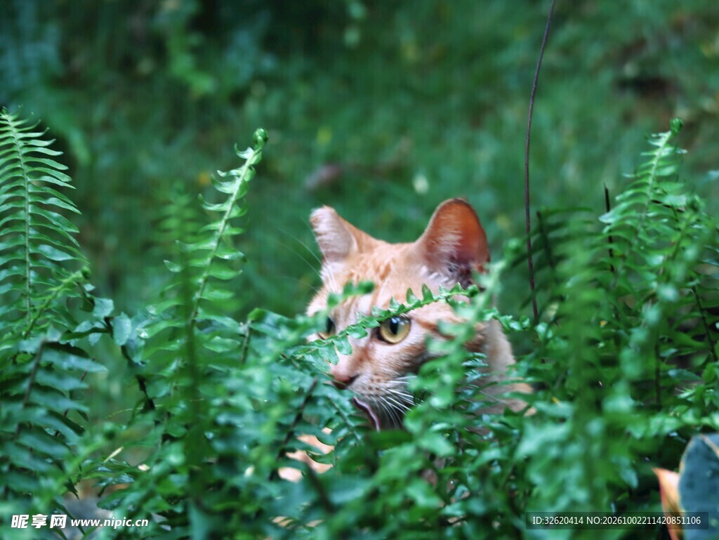 小猫