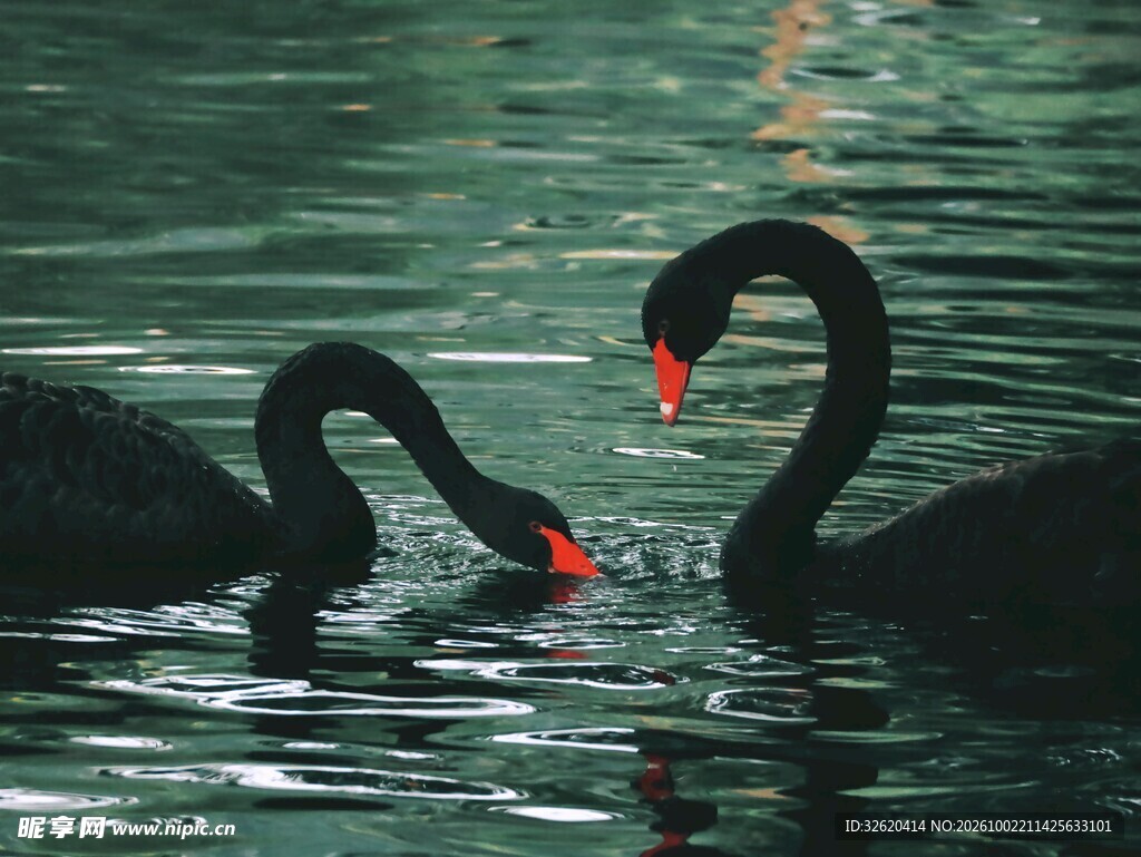 两只游弋的黑天鹅