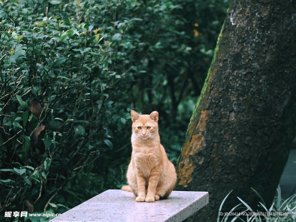 户外端坐的橘猫