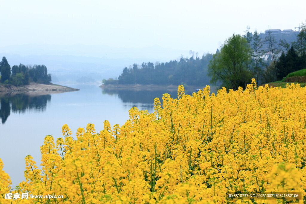 油菜花
