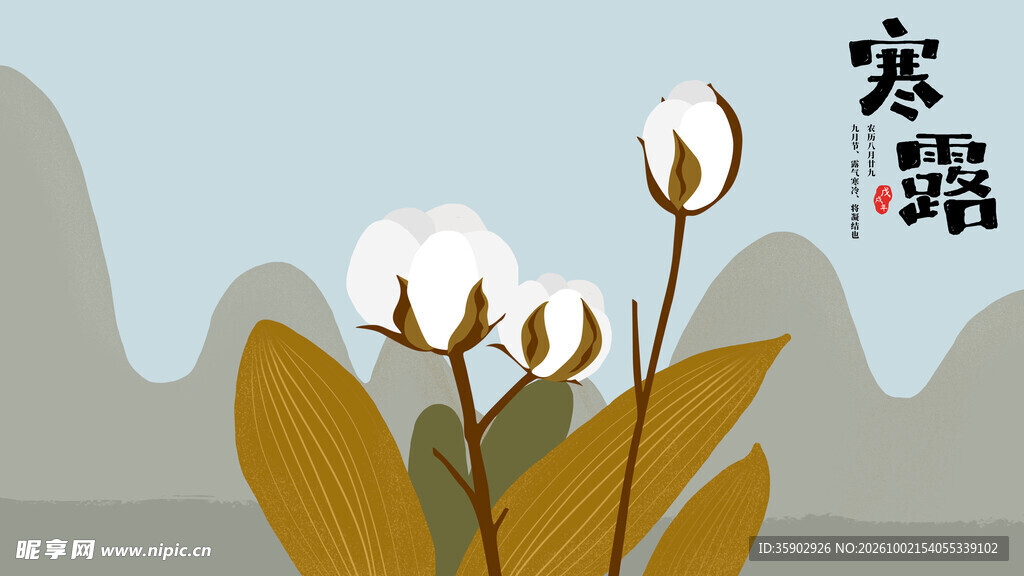 寒露节气棉花插画